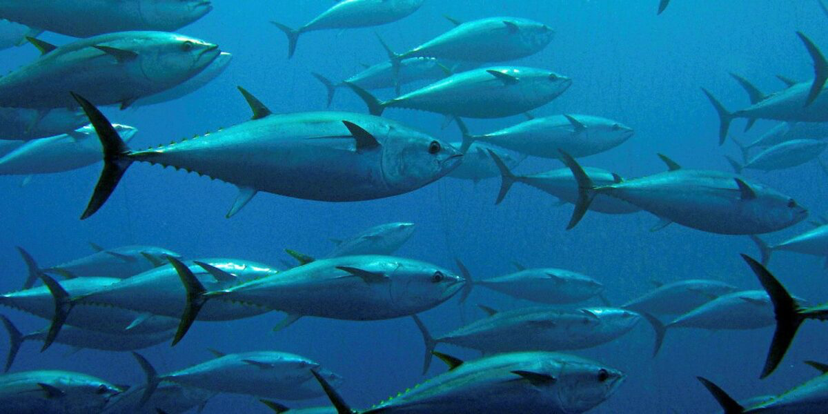 Các tổ chức môi trường kêu gọi WCPFC áp dụng biện pháp quản lý mới cho cá ngừ 