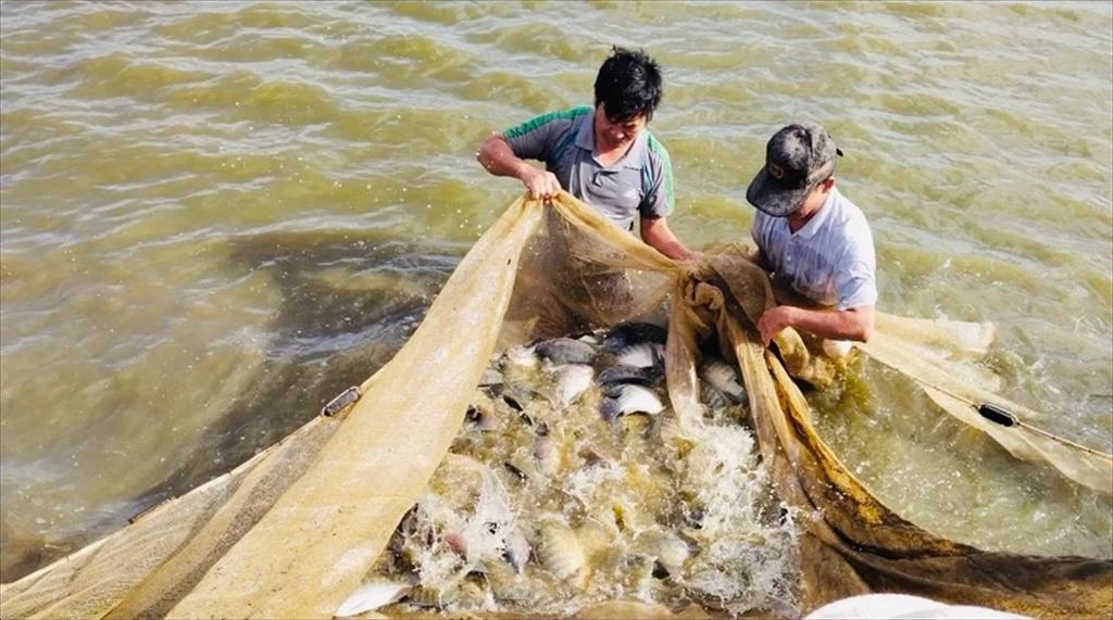 Gia Lai thử nghiệm thành công mô hình cá rô phi Na Uy dòng đơn tính