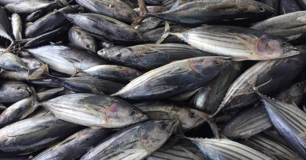 Các quốc đảo Thái Bình Dương chạy đua bảo vệ nguồn cá ngừ albacore