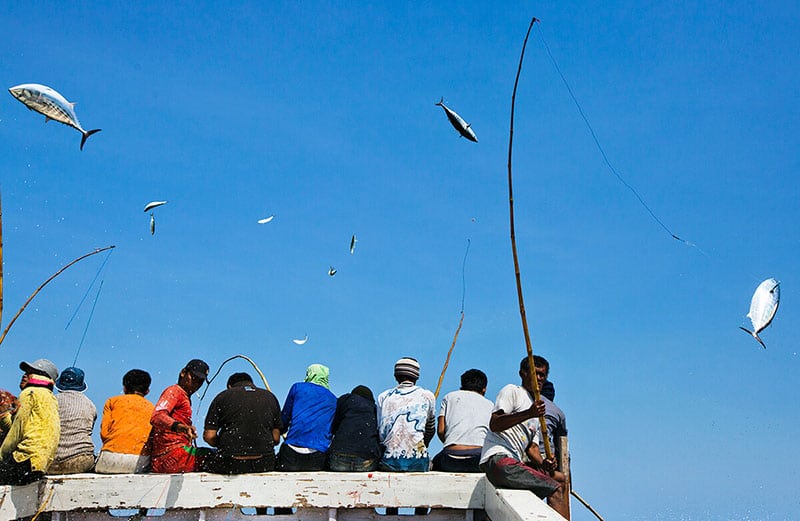 Indonesia thúc đẩy khai thác cá ngừ truyền thống để bảo vệ nguồn cung