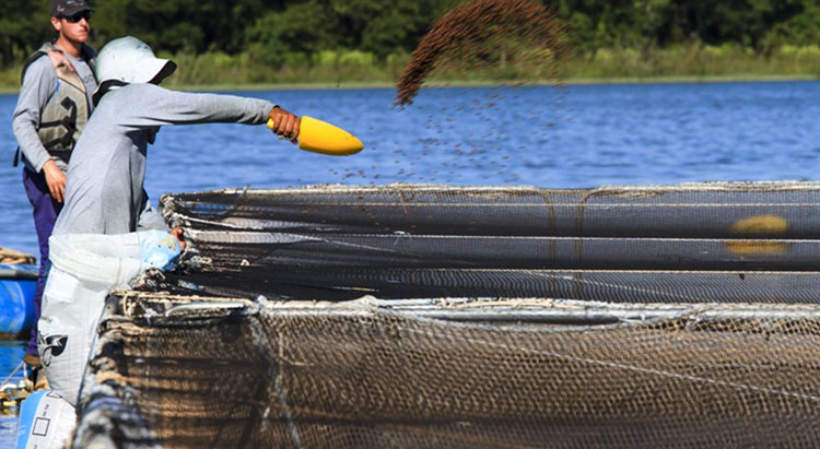 Xuất khẩu thủy sản Brazil tăng tốc nhờ thỏa thuận chiến lược mới