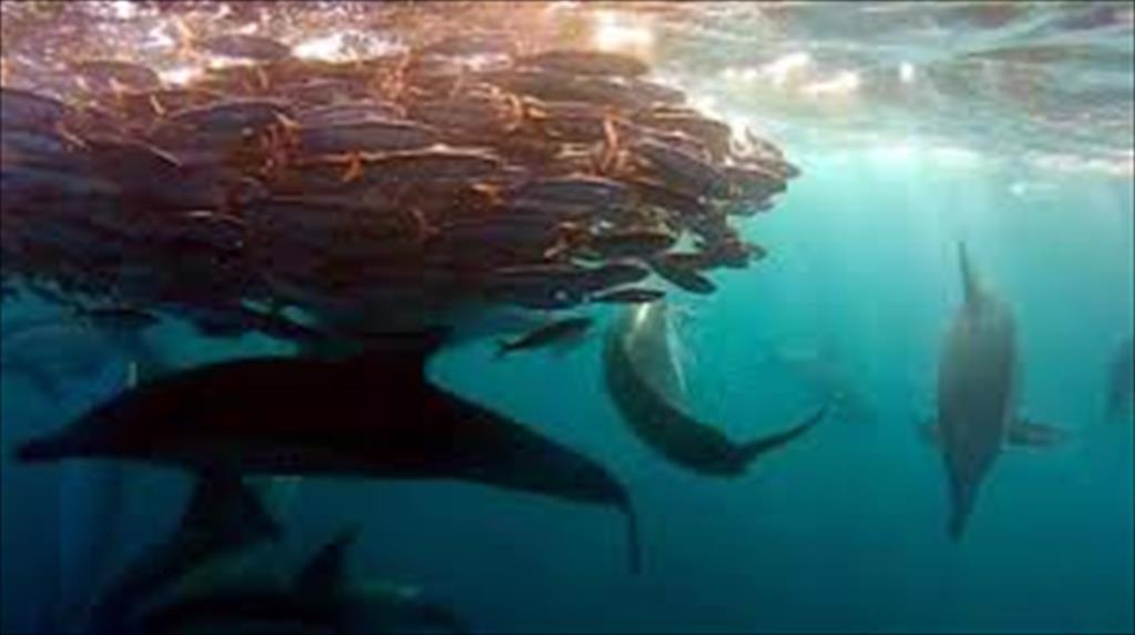 Mã thuế quan hài hòa và các nguồn tài liệu xác định các hoạt động đánh bắt của quốc gia bị cấm theo đạo luật MMPA