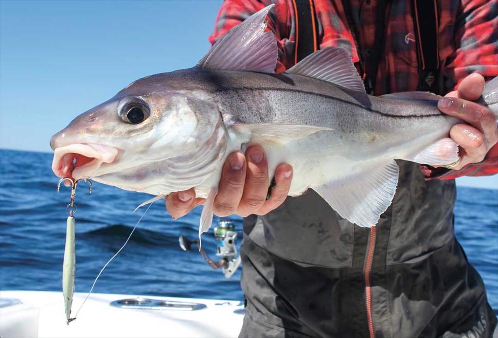 MSC đình chỉ chứng nhận cá haddock Rockall sau các vụ xâm phạm khu bảo tồn  ​​​​​​​