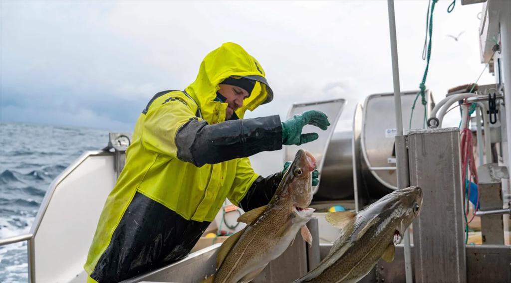 Na Uy ghi nhận tăng trưởng mạnh ở xuất khẩu cá tuyết trong tháng 11