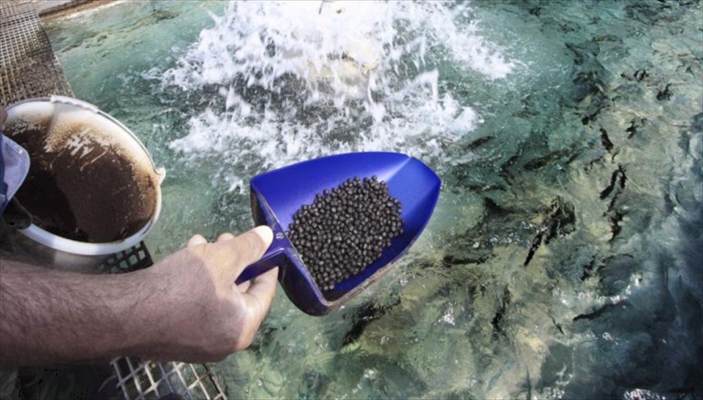 Nguồn gốc nguyên liệu quyết định mức độ bền vững của thức ăn thủy sản 