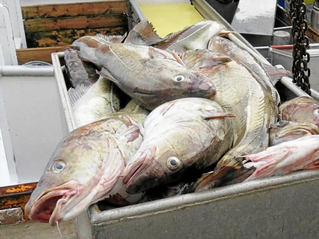 Na Uy, EU và Anh thống nhất hạn ngạch khai thác cá tuyết tại Biển Bắc 