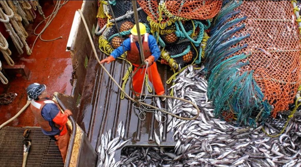 Mỹ chốt hạn ngạch cá minh thái 2026 Giảm tại Vịnh Alaska, ổn định ở biển Bering 