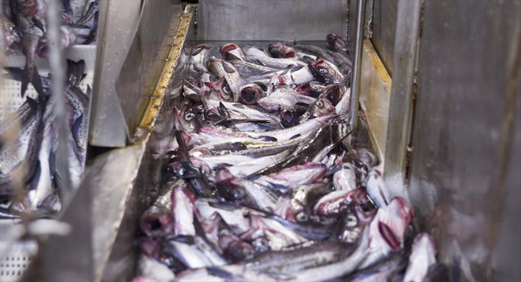 Nga xem xét tăng hạn ngạch cá minh thái 2026 và áp thuế xuất khẩu 