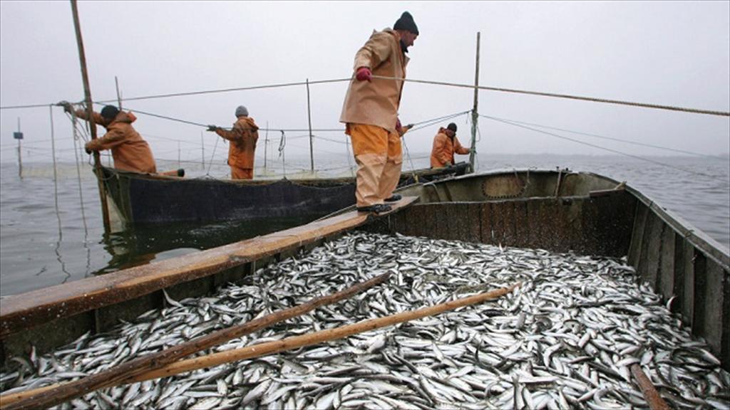 Sản lượng khai thác thủy sản của Nga cán mốc gần 4,4 triệu tấn 