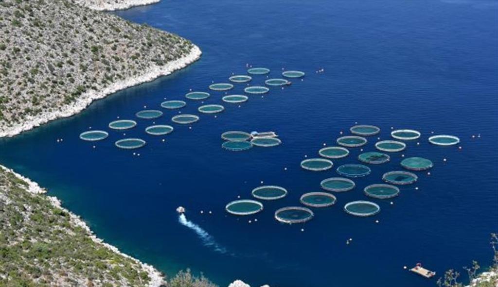 EC bị kêu gọi đặt mục tiêu tăng trưởng cho nuôi trồng thủy sản 