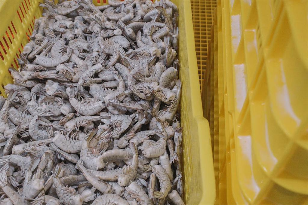 Xuất khẩu thủy sản Ấn Độ sang Nga tăng trong 9 tháng đầu năm 2025 