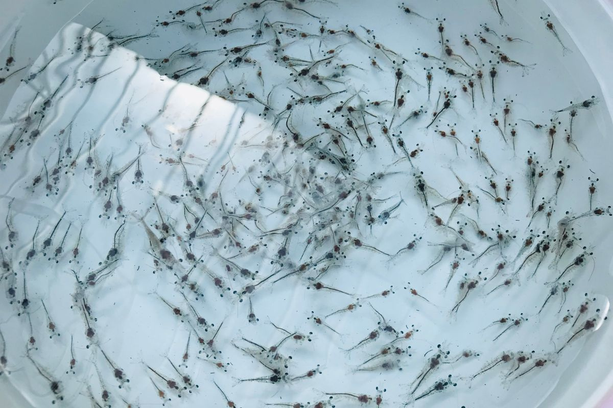 Chủ động nguồn giống – Nâng sức cạnh tranh cho ngành tôm Việt Nam