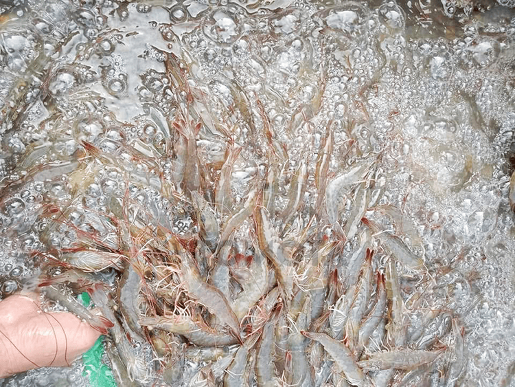 Cà Mau Sản lượng tôm đạt gần 600.000 tấn, vượt kế hoạch năm 2025