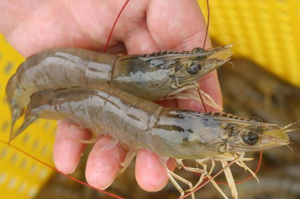 Kytos ra mắt chỉ thị EHP, mở ra bước đột phá trong kiểm soát bệnh vi bào tử trên tôm