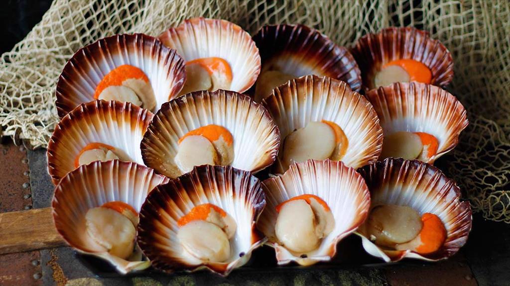 Cơ hội khai thác sò điệp Đông Bắc Mỹ tiếp tục ở mức thấp