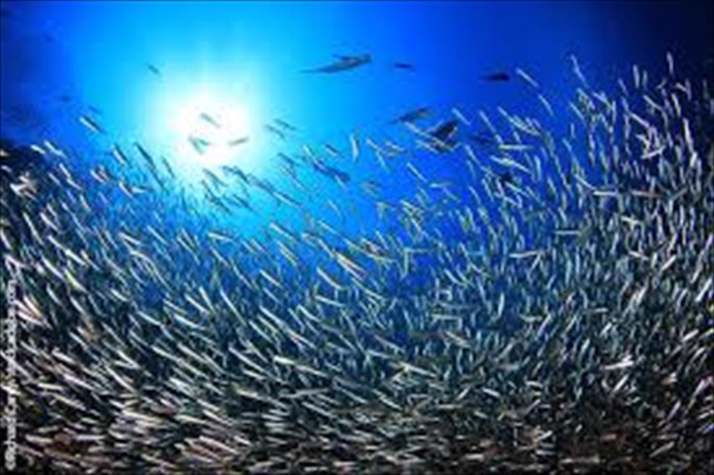 Địa Trung Hải mở rộng khu vực hạn chế khai thác 