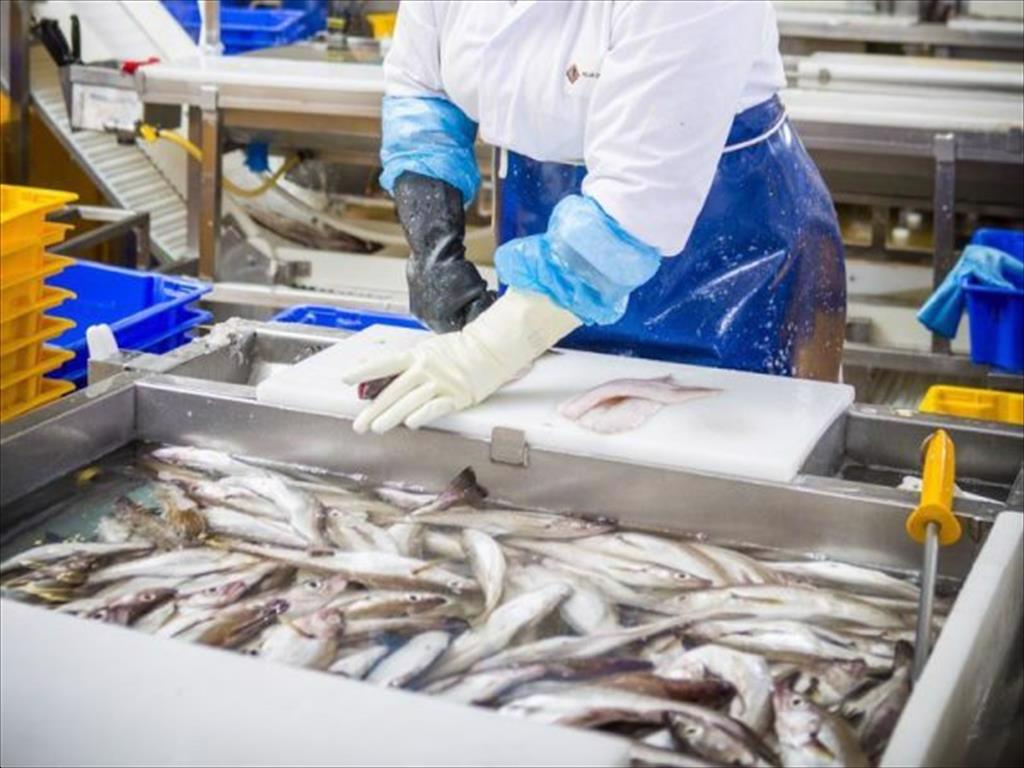 Từ 812026, Anh siết chặt thủ tục xuất khẩu thủy sản sang EU