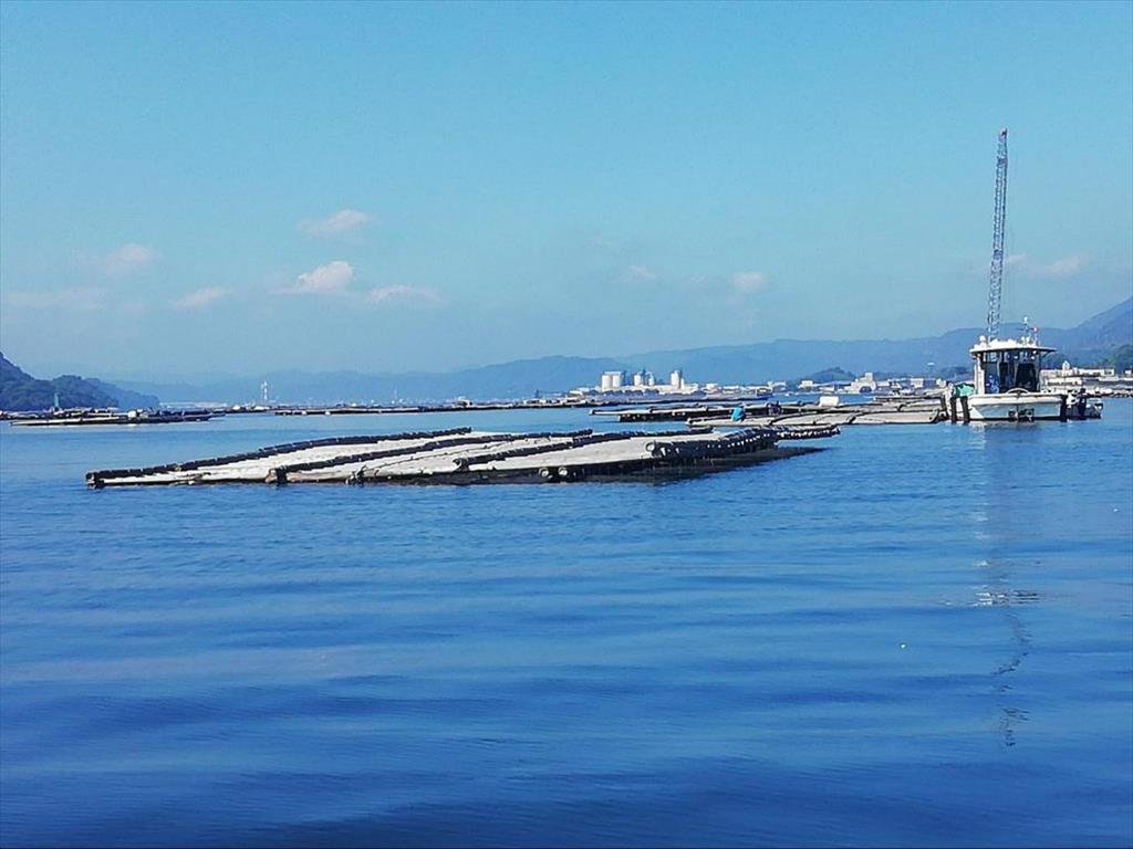 Nhật Bản hỗ trợ người nuôi hàu sau vụ hàu chết hàng loạt 