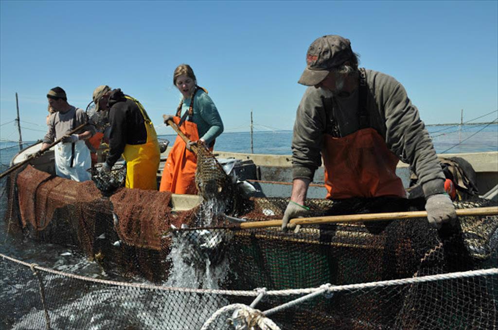 Một số quốc gia được phép xuất khẩu hải sản khai thác tự nhiên vào Trung Quốc