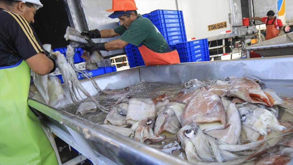 Sản lượng khai thác mực khổng lồ tại Peru dự kiến tăng trưởng đột biến 245%