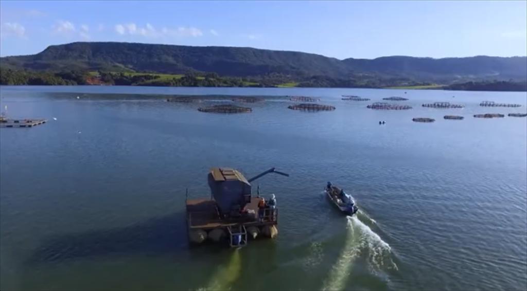 Thuế quan mới của Mỹ làm thay đổi cục diện ngành cá rô phi Brazil khi các doanh nghiệp hướng mạnh sang thị trường châu Âu