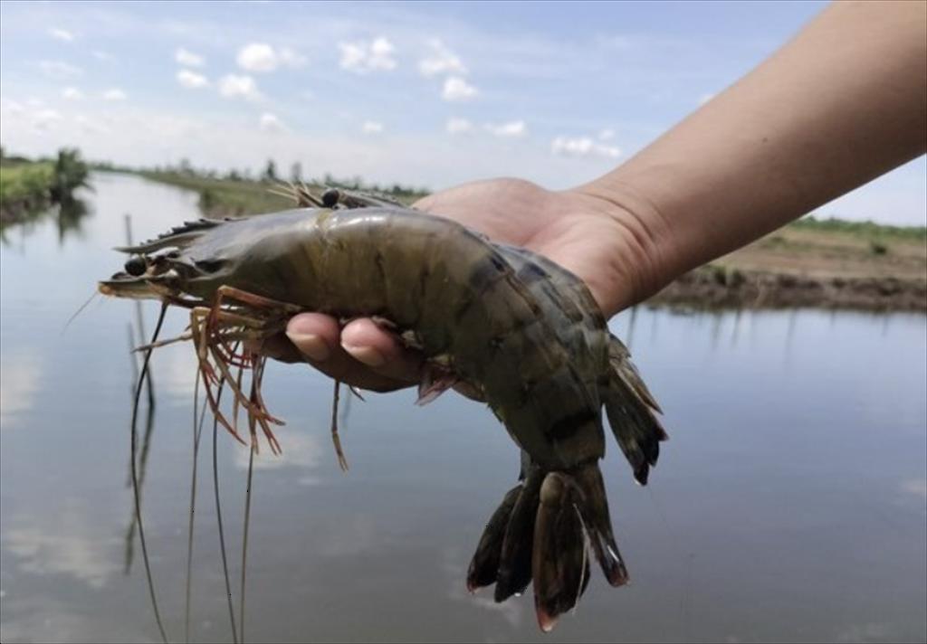 Ca Mau’s fisheries maintains positive growth momentum