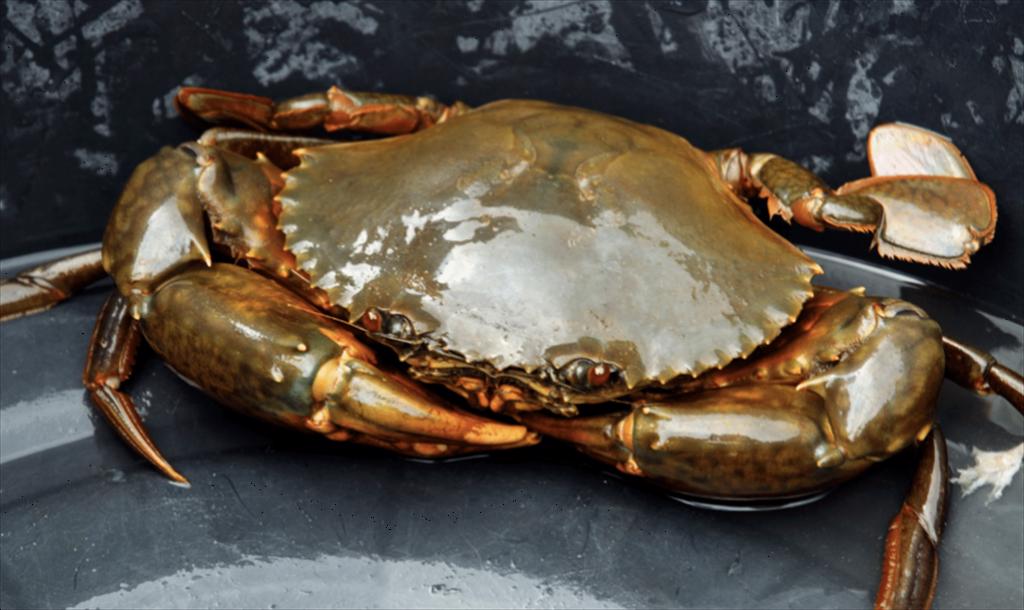 Ca Mau accelerates development of raw crab material areas for export