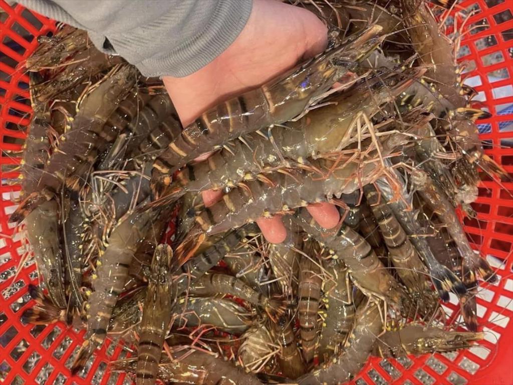 Ca Mau Shrimp Production Reaches Nearly 600,000 Tons, Exceeding 2025 Target