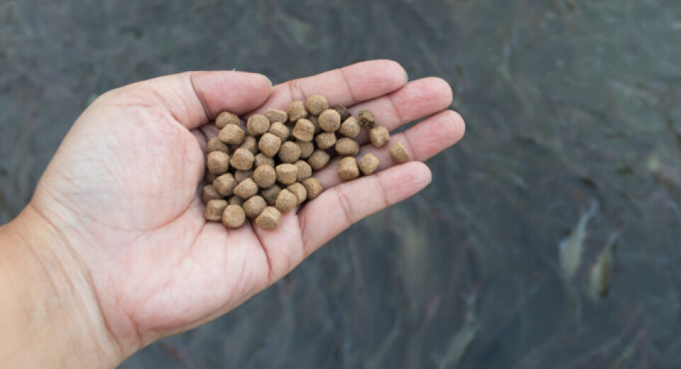 IFFO Sản lượng bột cá và dầu cá toàn cầu phục hồi trong năm 2025