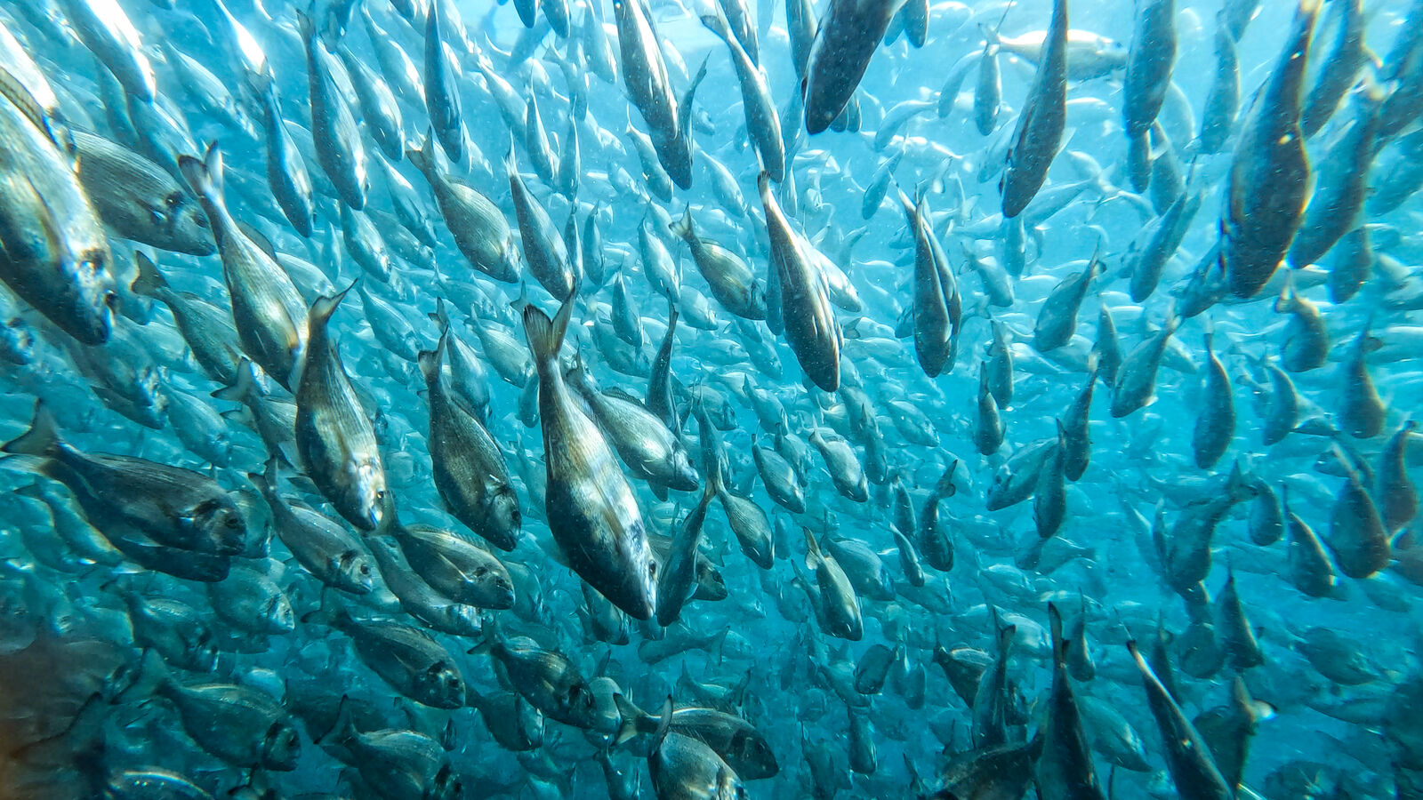 ASC được xếp hạng Top 3 toàn cầu về phúc lợi động vật thủy sản