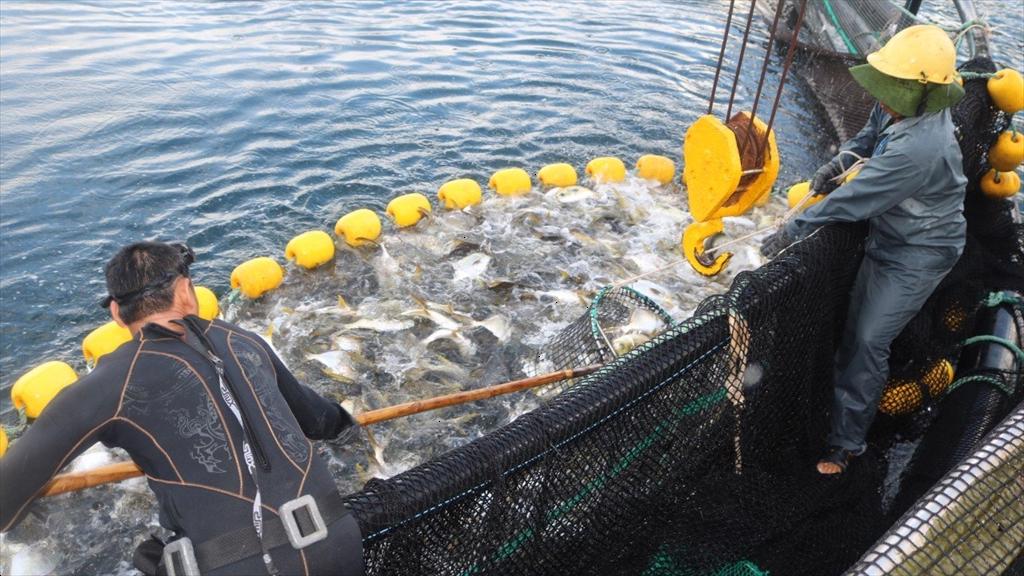 An Giang và Cà Mau phát triển nuôi cá chim vây vàng trên biển bằng lồng nhựa HDPE 