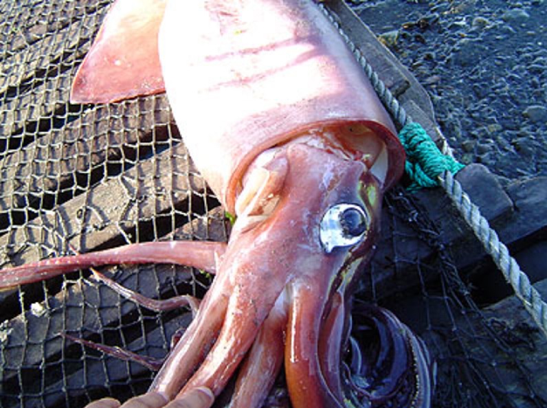 Sản lượng đánh bắt mực khổng lồ của Peru phục hồi mạnh trong năm 2025