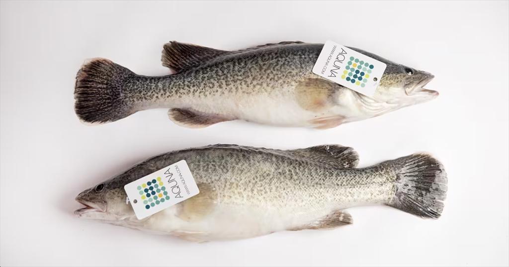 Australia Cá tuyết Murray đạt chứng nhận BAP 3 sao