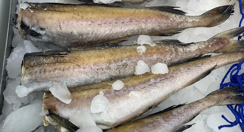 Giá cá minh thái tăng mạnh, xuất khẩu hải sản Nga sang Trung Quốc lập kỷ lục năm 2025