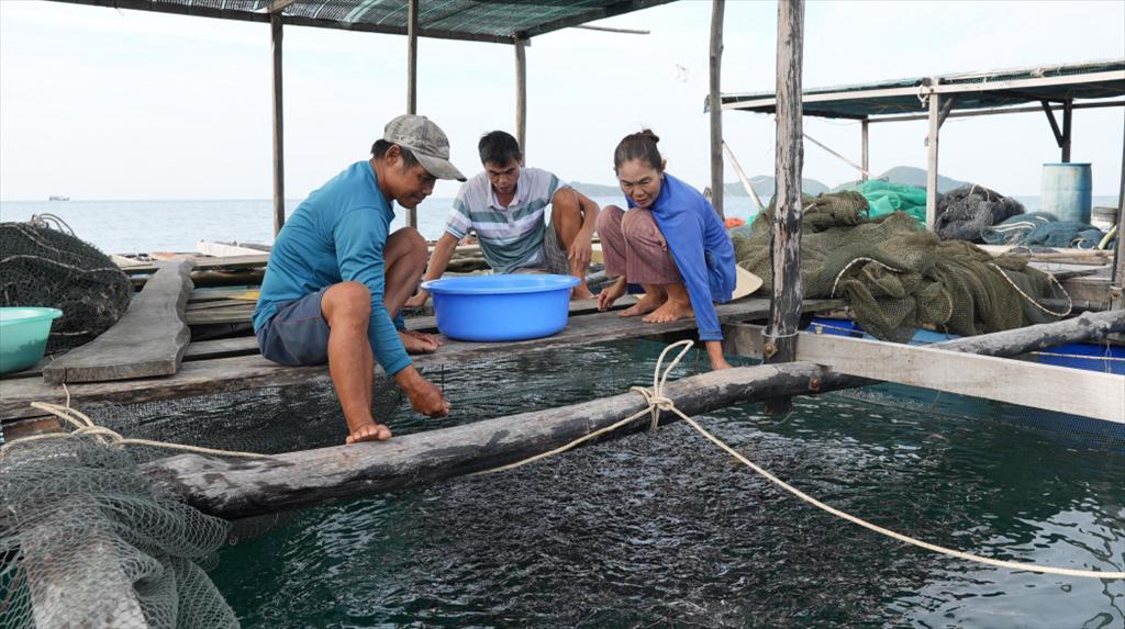 Hợp tác xã nông dân Thanh Hoa, An Giang nuôi cá mú, cá bớp làm giàu