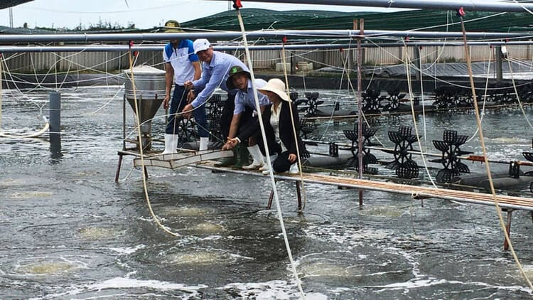 Vinh Long reaches 7,500 hectares of high-tech shrimp farming