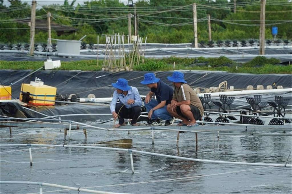 Ca Mau leads the nation in shrimp output