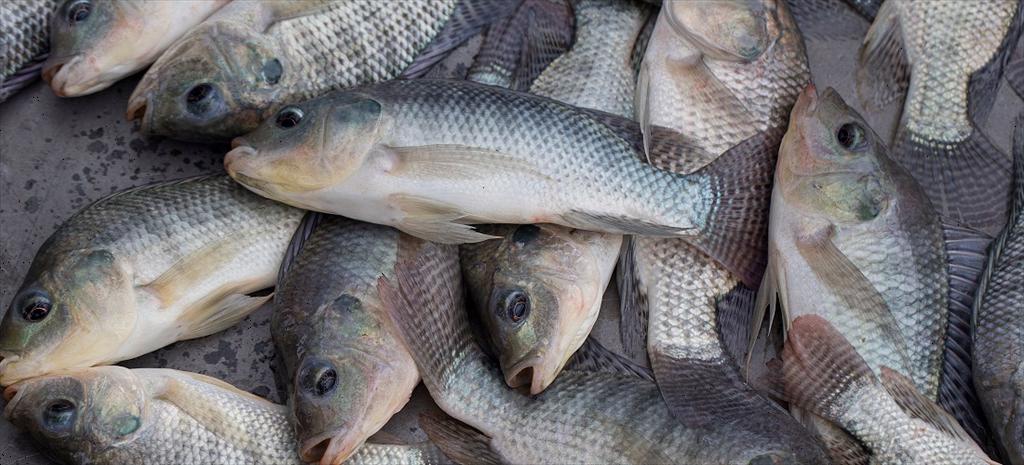 Cá rô phi chiếm 68% sản lượng cá nuôi tại Brazil