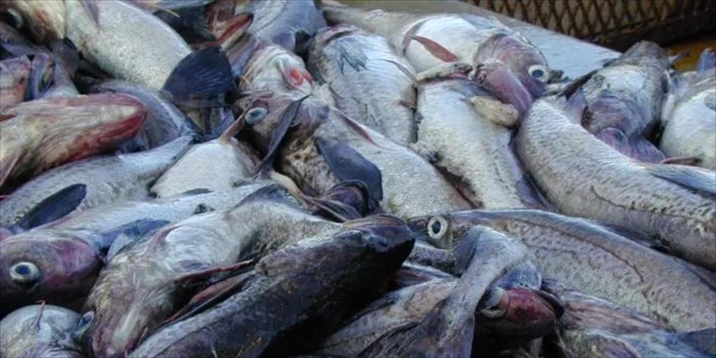 Giá cá minh thái Nga điều chỉnh giảm theo mùa nhưng vẫn duy trì ở mức cao