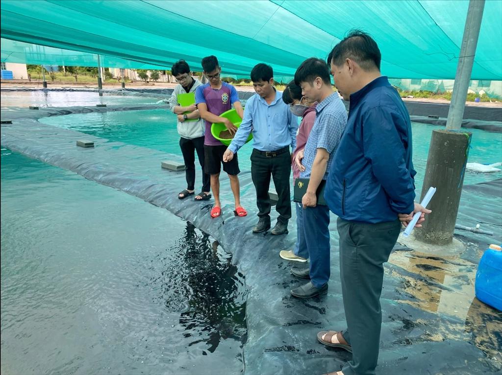 Khánh Hòa thí điểm nuôi cá chim vây vàng công nghệ cao