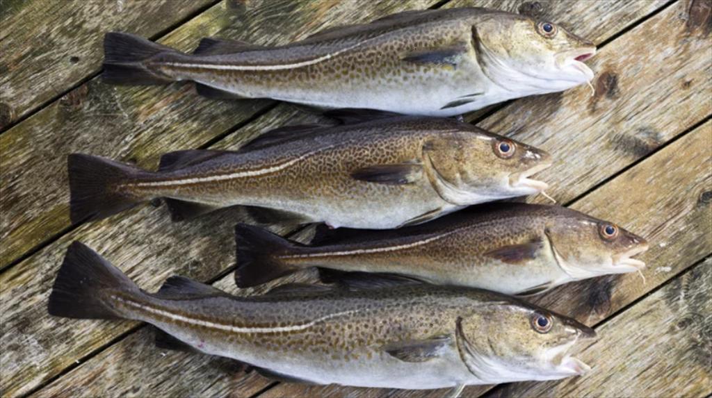 High Liner Foods đẩy mạnh sản phẩm từ cá minh thái