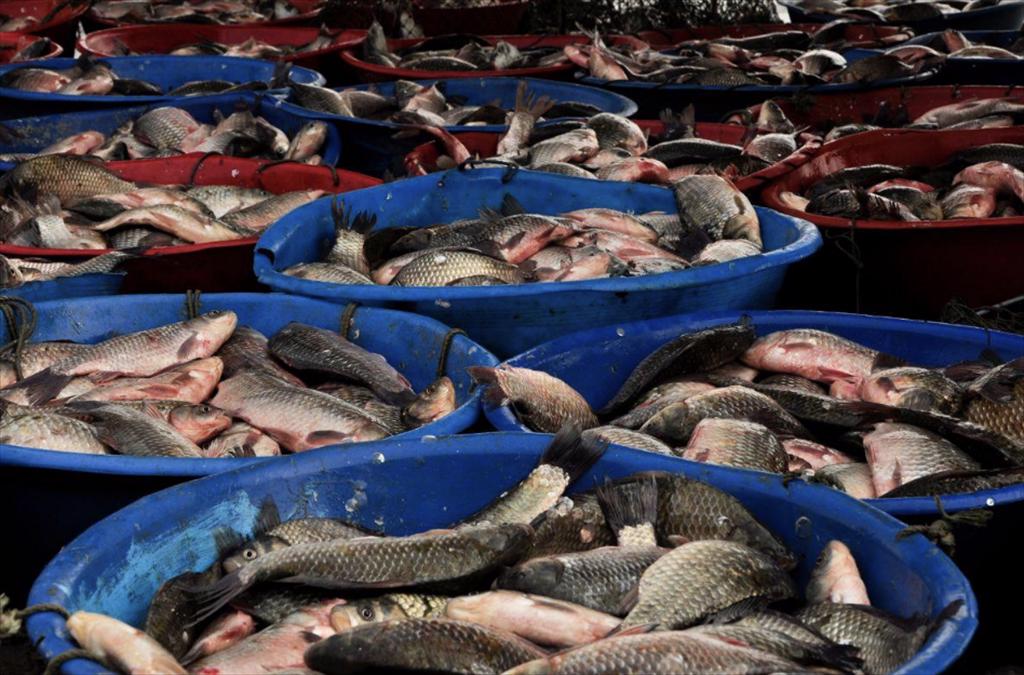 Thị trường thủy sản Trung Quốc phân hóa Phân khúc cao cấp giữ đà, trung cấp sụt giảm