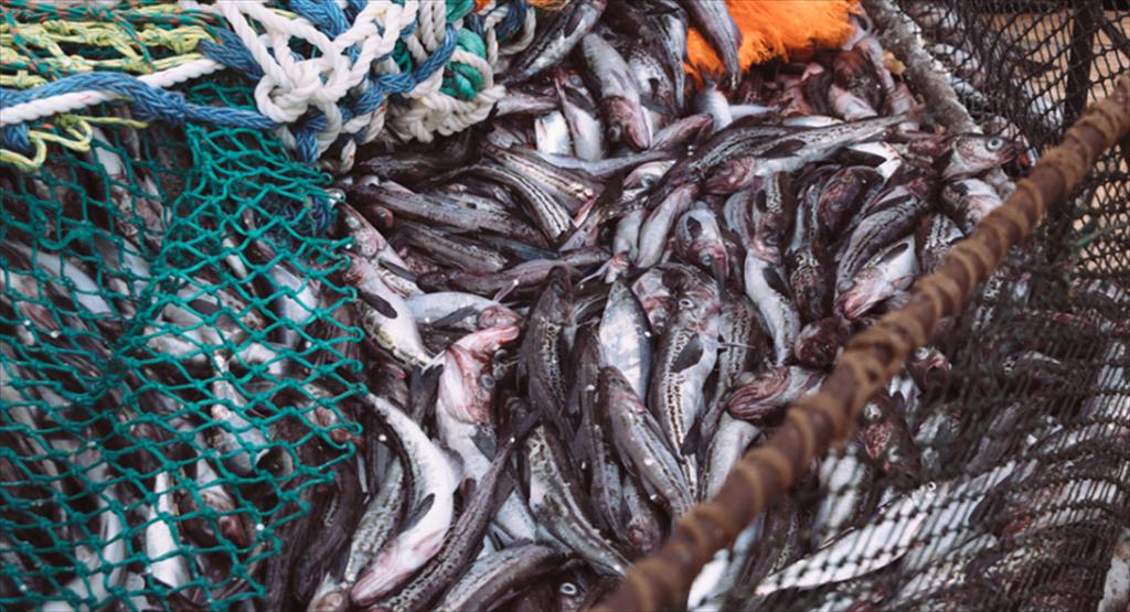 Xuất khẩu thủy sản Nga sang Hàn Quốc tăng giá, cơ cấu sản phẩm có sự dịch chuyển