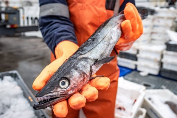 Ngành khai thác cá hake Namibia tiếp tục đạt chứng nhận MSC