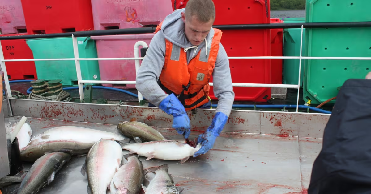 TCRS (Mỹ) nhận tài trợ 1,1 triệu USD để tiếp tục nghiên cứu phương pháp giết mổ cá nhân đạo