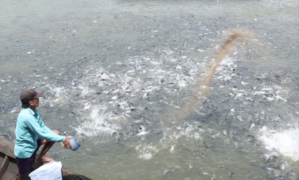 Đồng Tháp Đặt mục tiêu 100% cơ sở nuôi cá tra số hóa mã nhận diện