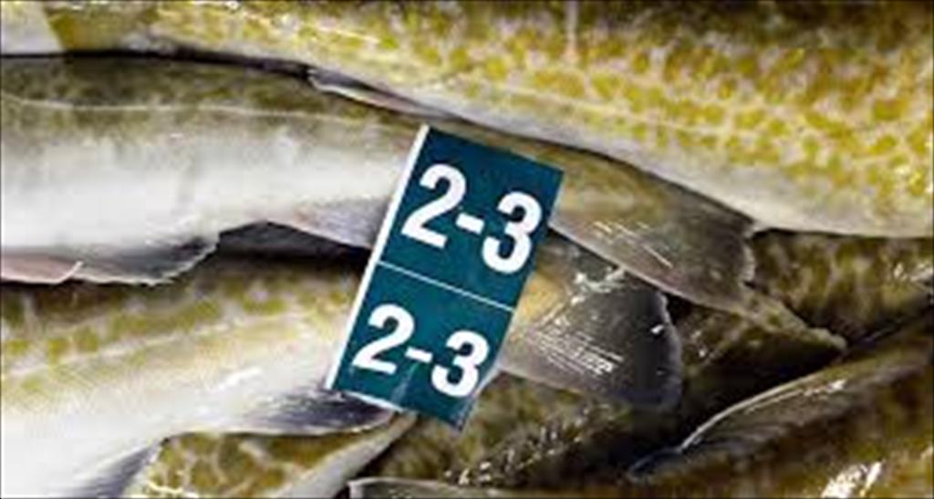 Giá cá tuyết Thái Bình Dương tại Mỹ tiếp tục tăng, thị trường quốc tế dẫn dắt mặt bằng giá