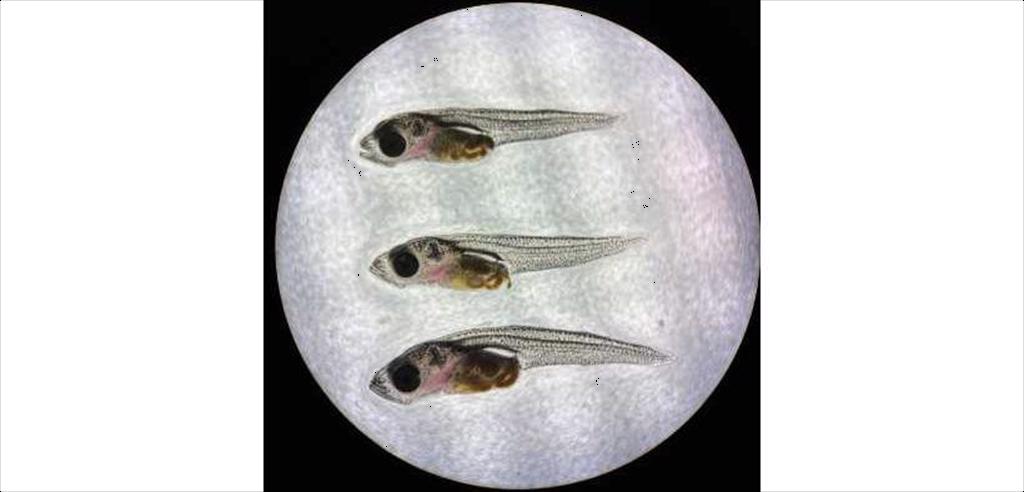 Đổi mới quy trình sản xuất cá tuyết giống bằng công nghệ thức ăn mới