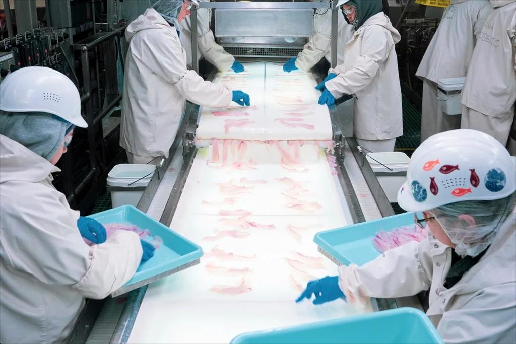 Khoảng cách giá phi lê cá minh thái Mỹ – Nga tiếp tục nới rộng