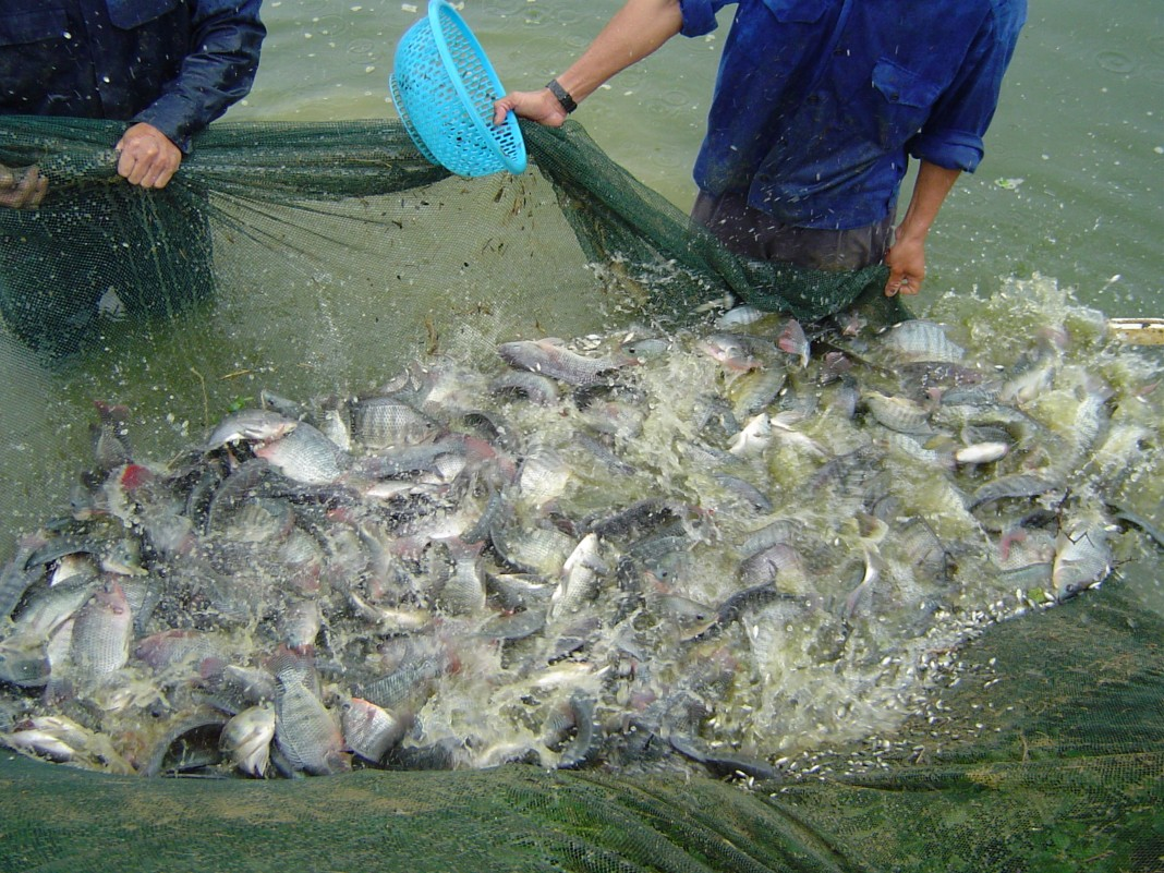 Thị trường cá rô phi Brazil chịu nhiều sức ép trong năm 2025 - 2026